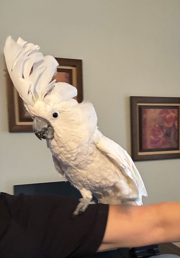 Frankie-large-2