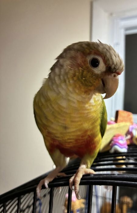 Bird