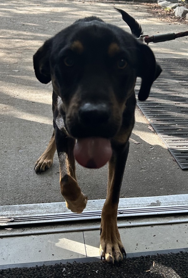Pedro Pawscal
