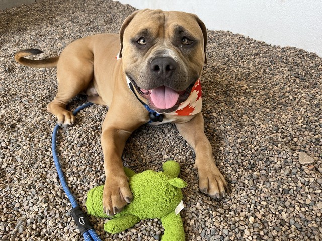 POT ROAST, an adoptable Pit Bull Terrier, Boerboel in Mesa, AZ, 85201 | Photo Image 1