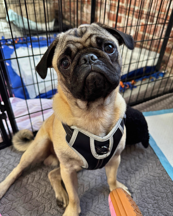 Adopt Chiclet