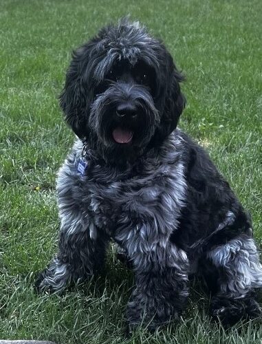 Dickens N thumbnail 2