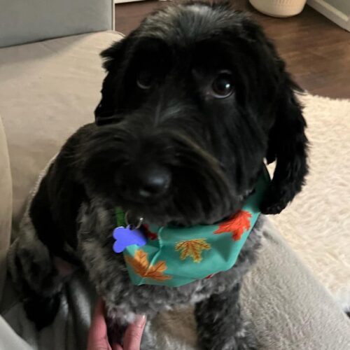 Dickens N thumbnail 2