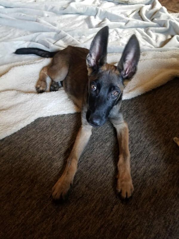 Cosmo Fka Draco  photo 1