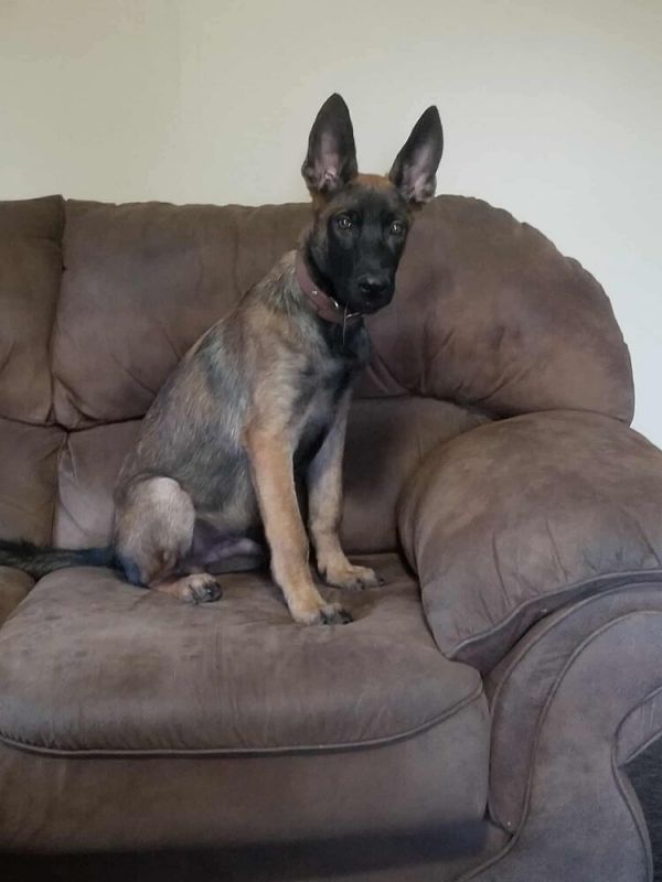 Cosmo Fka Draco  thumbnail 2