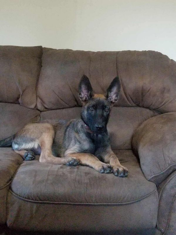 Cosmo Fka Draco  thumbnail 3