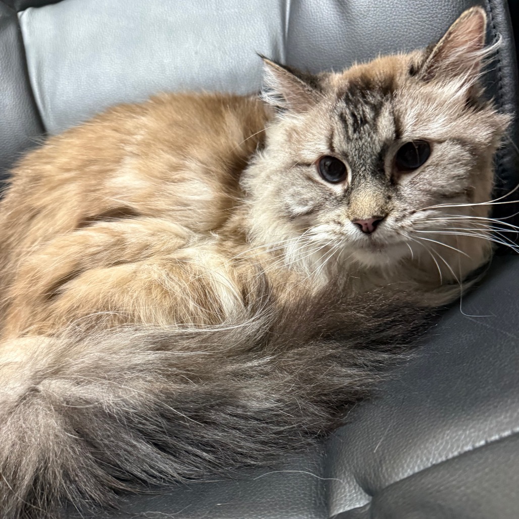 Kiwi, an adoptable Domestic Long Hair, Siamese in Great Falls, MT, 59404 | Photo Image 1