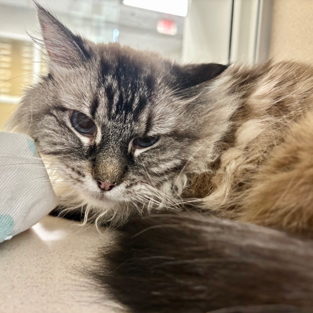 Kiwi, an adoptable Domestic Long Hair, Siamese in Great Falls, MT, 59404 | Photo Image 2
