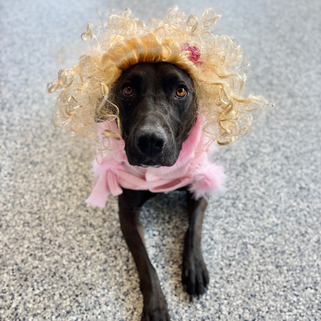 Maggie, an adoptable Labrador Retriever, Mixed Breed in Great Falls, MT, 59404 | Photo Image 1