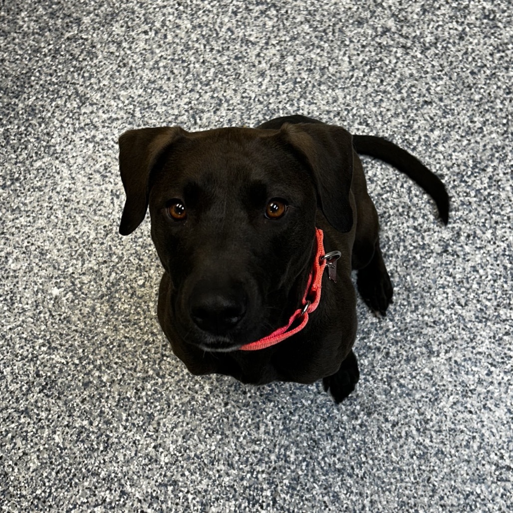 Maggie, an adoptable Labrador Retriever, Mixed Breed in Great Falls, MT, 59404 | Photo Image 2