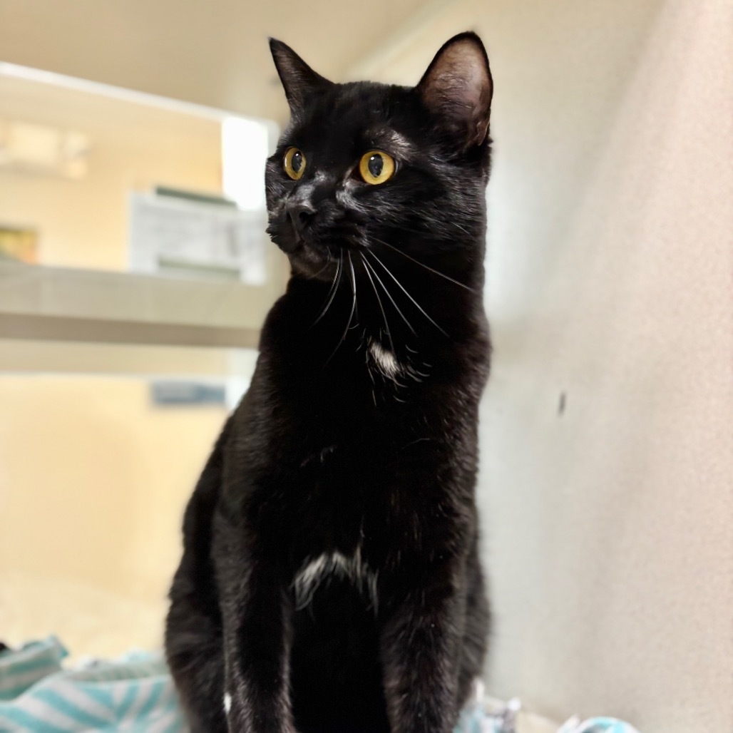 Shadow Beans, an adoptable Domestic Medium Hair in Great Falls, MT, 59404 | Photo Image 1