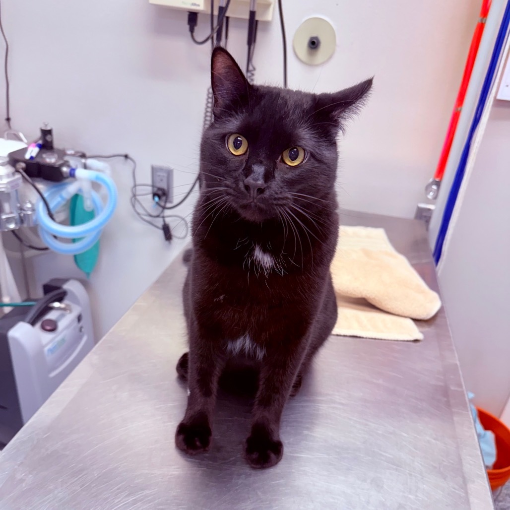 Shadow Beans, an adoptable Domestic Medium Hair in Great Falls, MT, 59404 | Photo Image 2