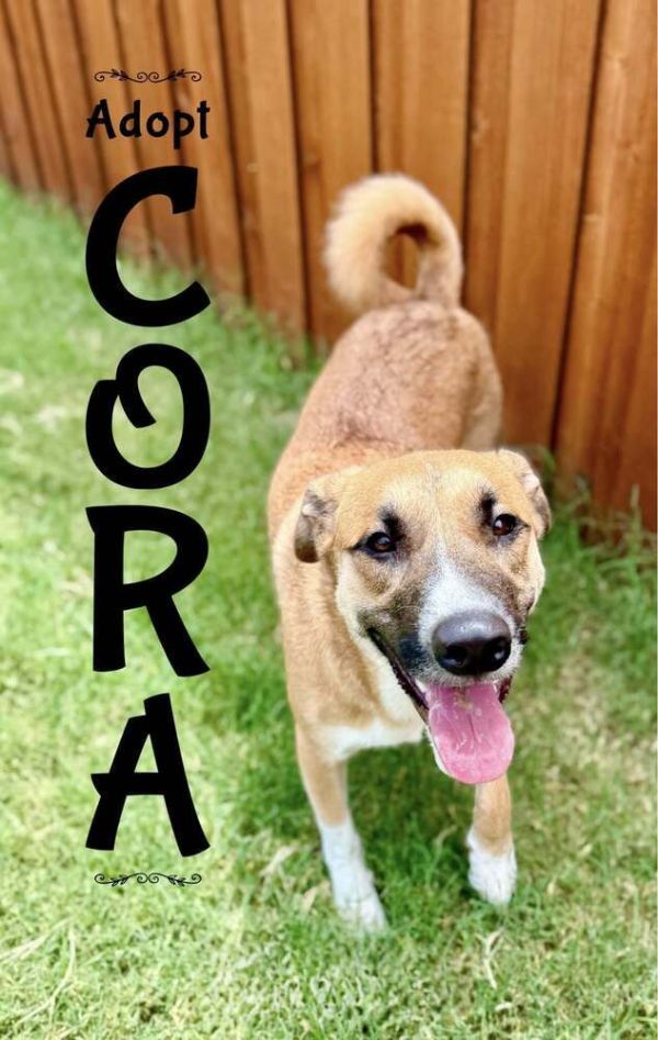 Cora thumbnail 3