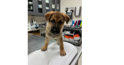 Cheeseburger photo 1