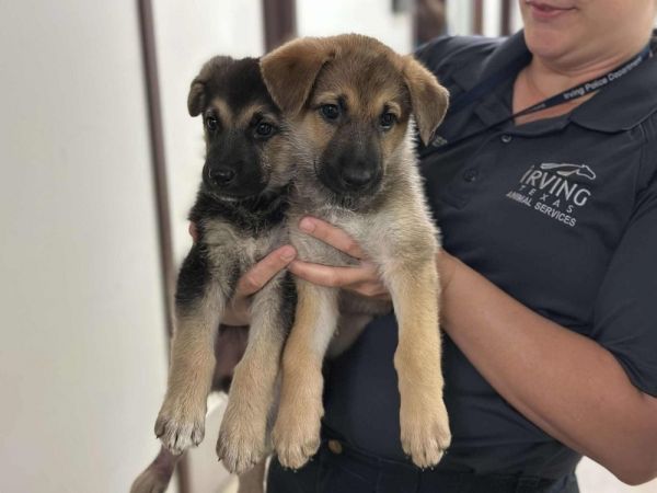 French Fry thumbnail 2