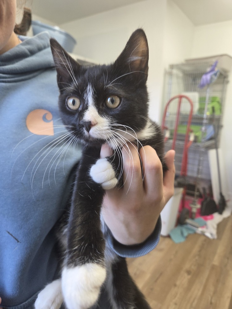 Ham, an adoptable Domestic Short Hair in Salmon, ID, 83467 | Photo Image 1