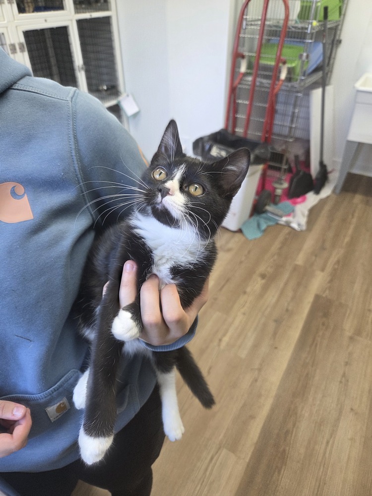 Ham, an adoptable Domestic Short Hair in Salmon, ID, 83467 | Photo Image 2