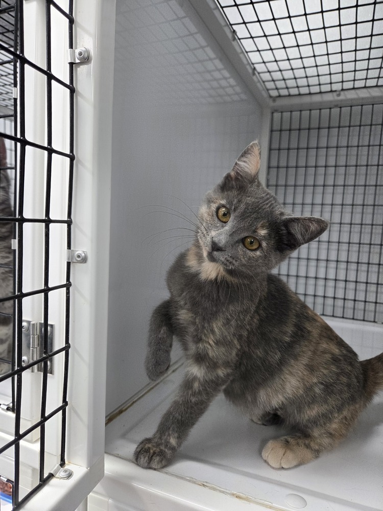 Patron, an adoptable Domestic Short Hair in Salmon, ID, 83467 | Photo Image 1