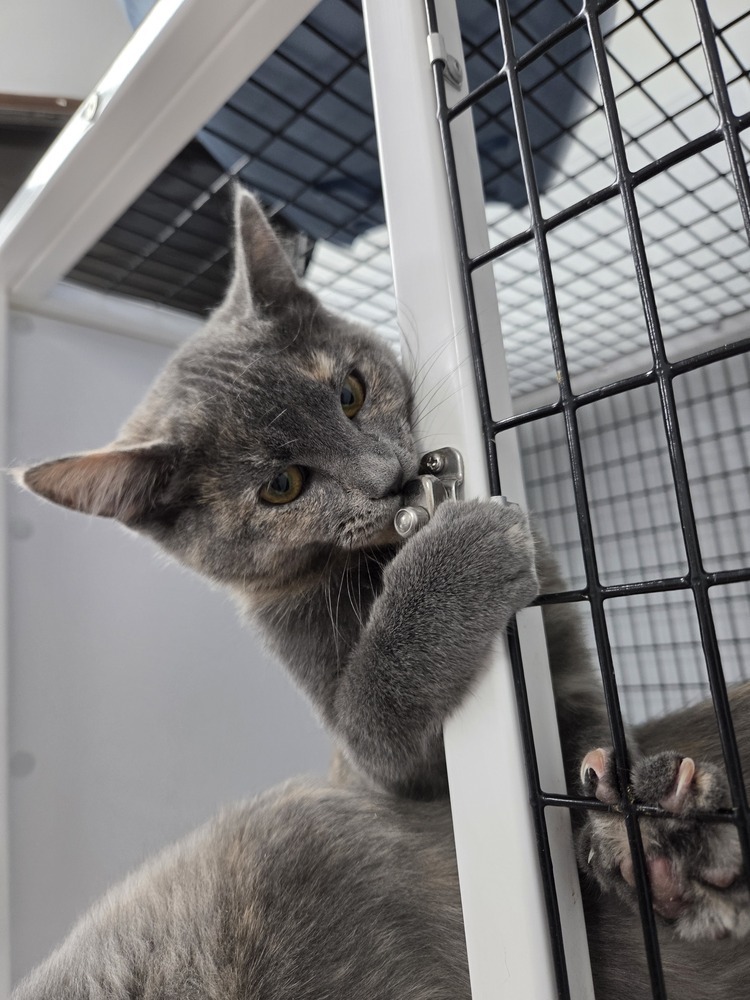 Patron, an adoptable Domestic Short Hair in Salmon, ID, 83467 | Photo Image 2