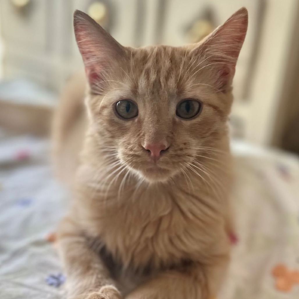 Amber