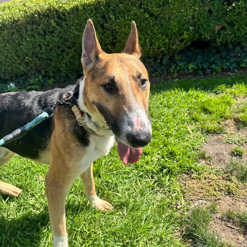 Barksdale (C000-502) - Chino Hills Location