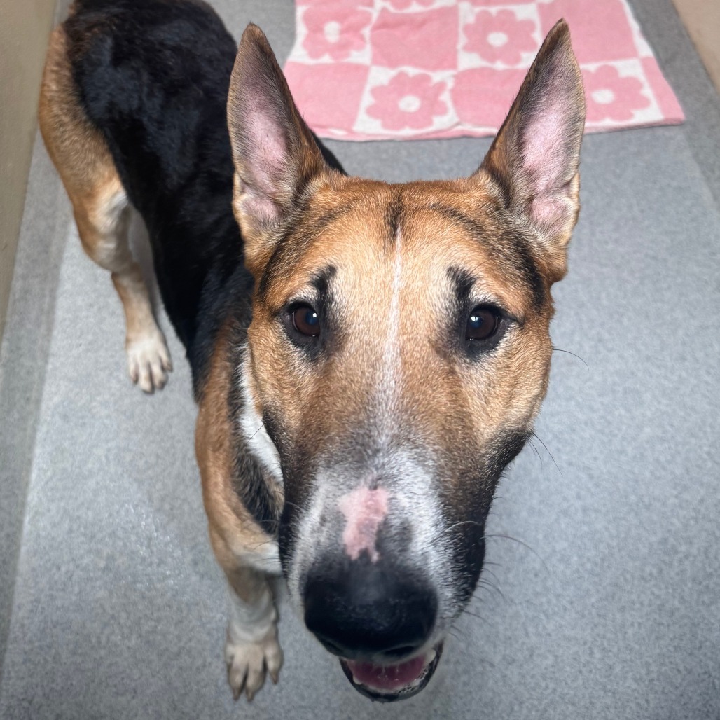 Barksdale (C000-502) - Chino Hills Location