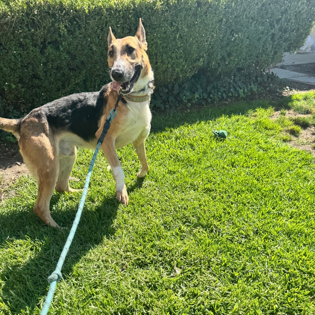 Barksdale (C000-502) - Chino Hills Location