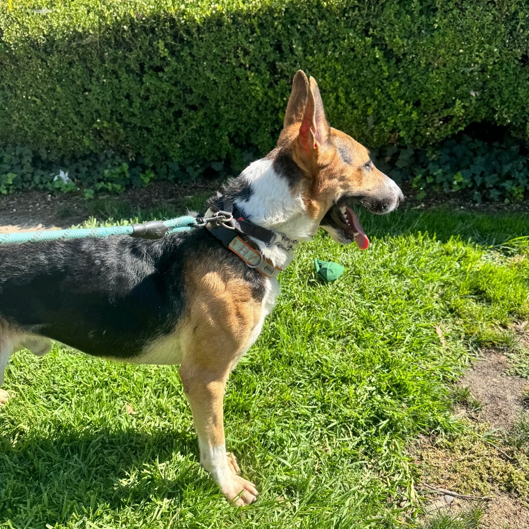 Barksdale (C000-502) - Chino Hills Location