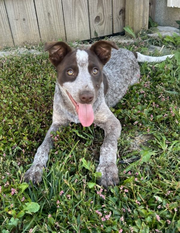 Alaska : Ruby photo 1