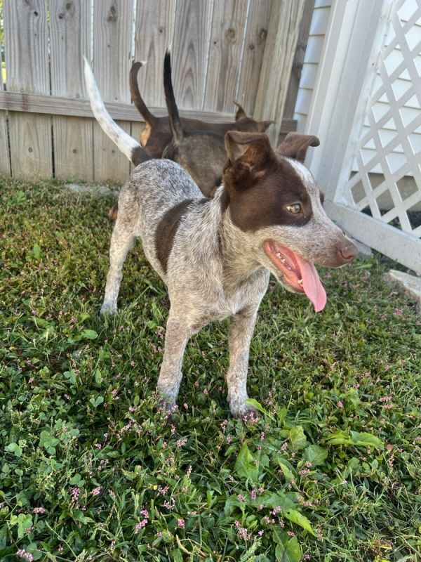 Alaska : Ruby thumbnail 2