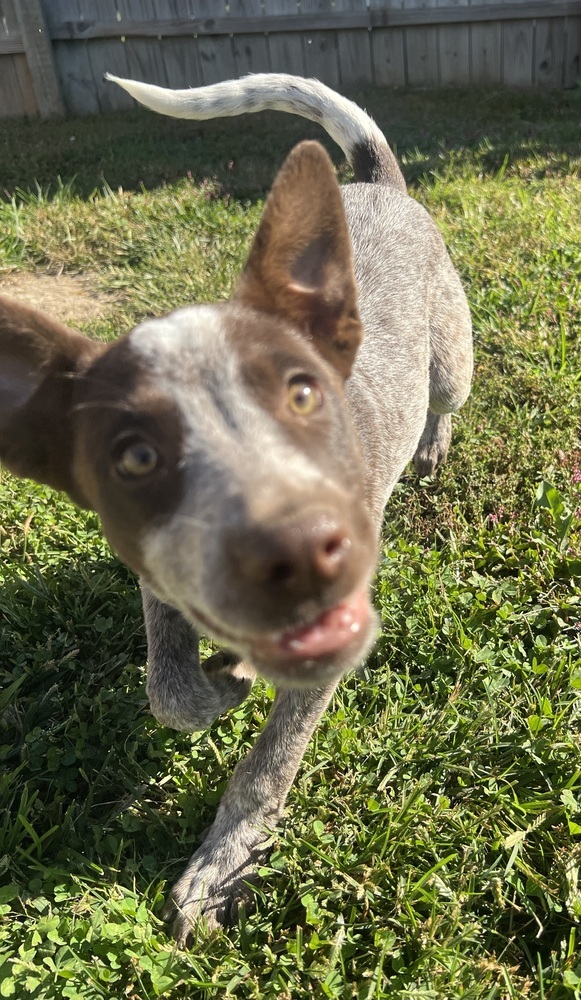 Alaska : Ruby thumbnail 3