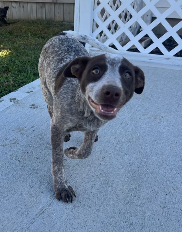 Alaska : Ruby thumbnail 4