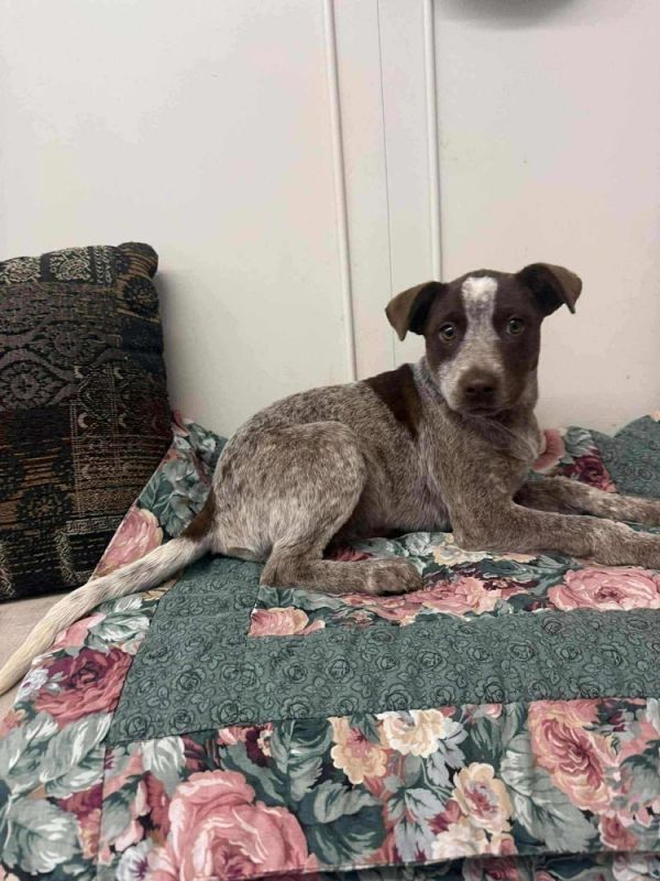 Alaska : Ruby thumbnail 5