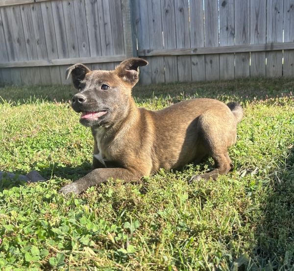 Alaska : Houston thumbnail 2