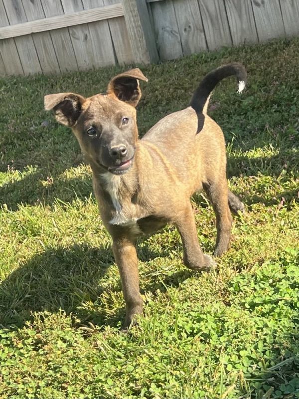 Alaska : Houston thumbnail 4