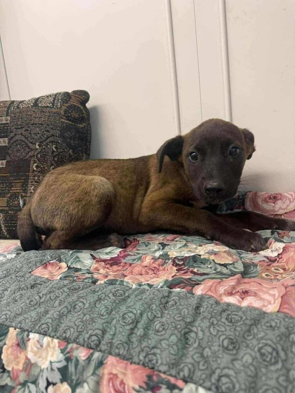 Alaska : Houston thumbnail 6