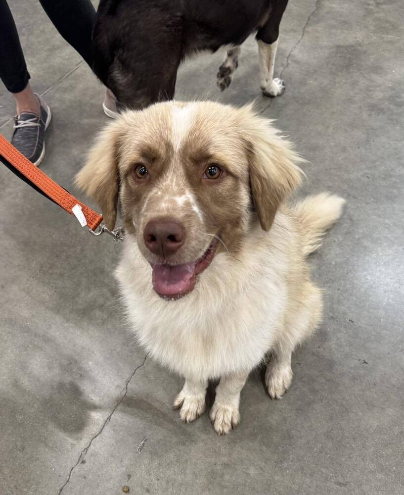 Angel, an adoptable Australian Shepherd, Great Pyrenees in Mandan, ND, 58554 | Photo Image 1