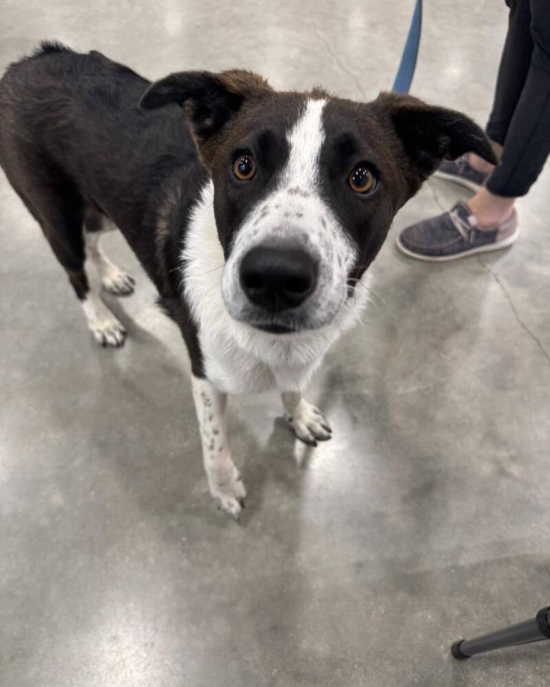 Kodak, an adoptable Australian Shepherd in Mandan, ND, 58554 | Photo Image 1