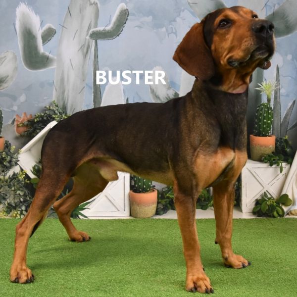 Buster photo 1