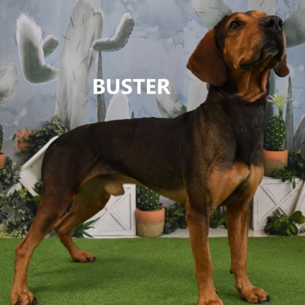 Buster thumbnail 3