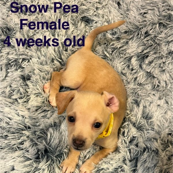 Snow Pea thumbnail 2