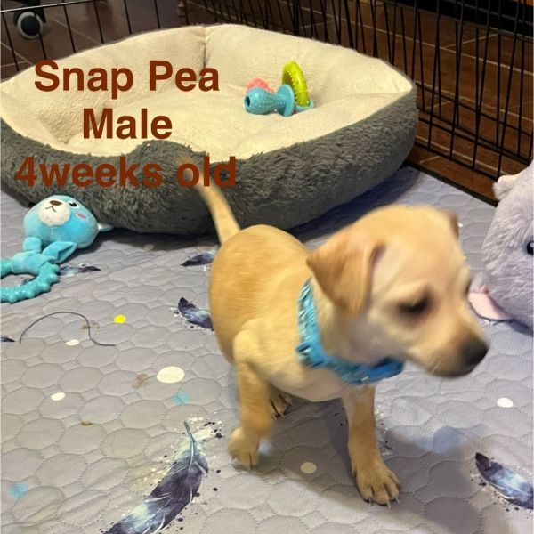 Snap Pea thumbnail 2