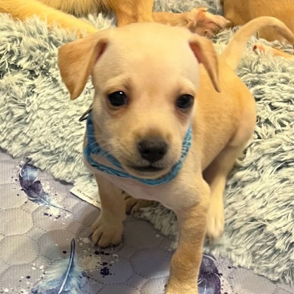 Snap Pea thumbnail 3