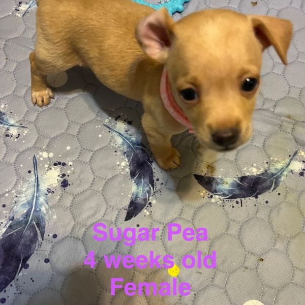 Sugar Pea thumbnail 2