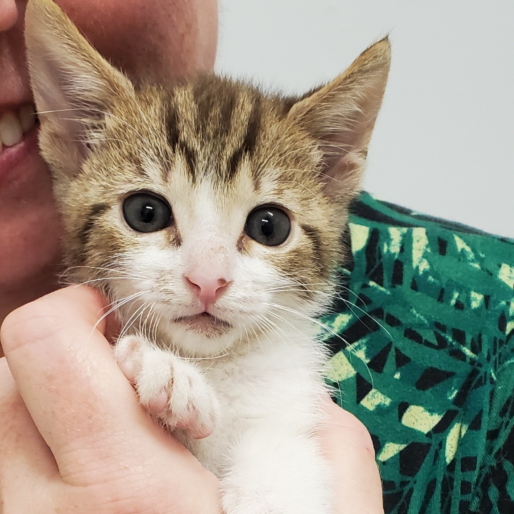 Skrungle the Hamchop