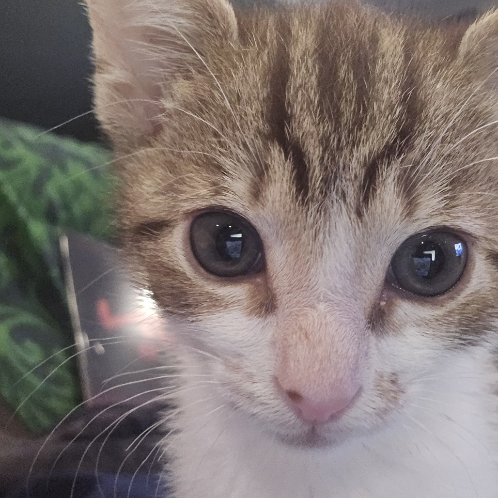 Skrungle the Hamchop