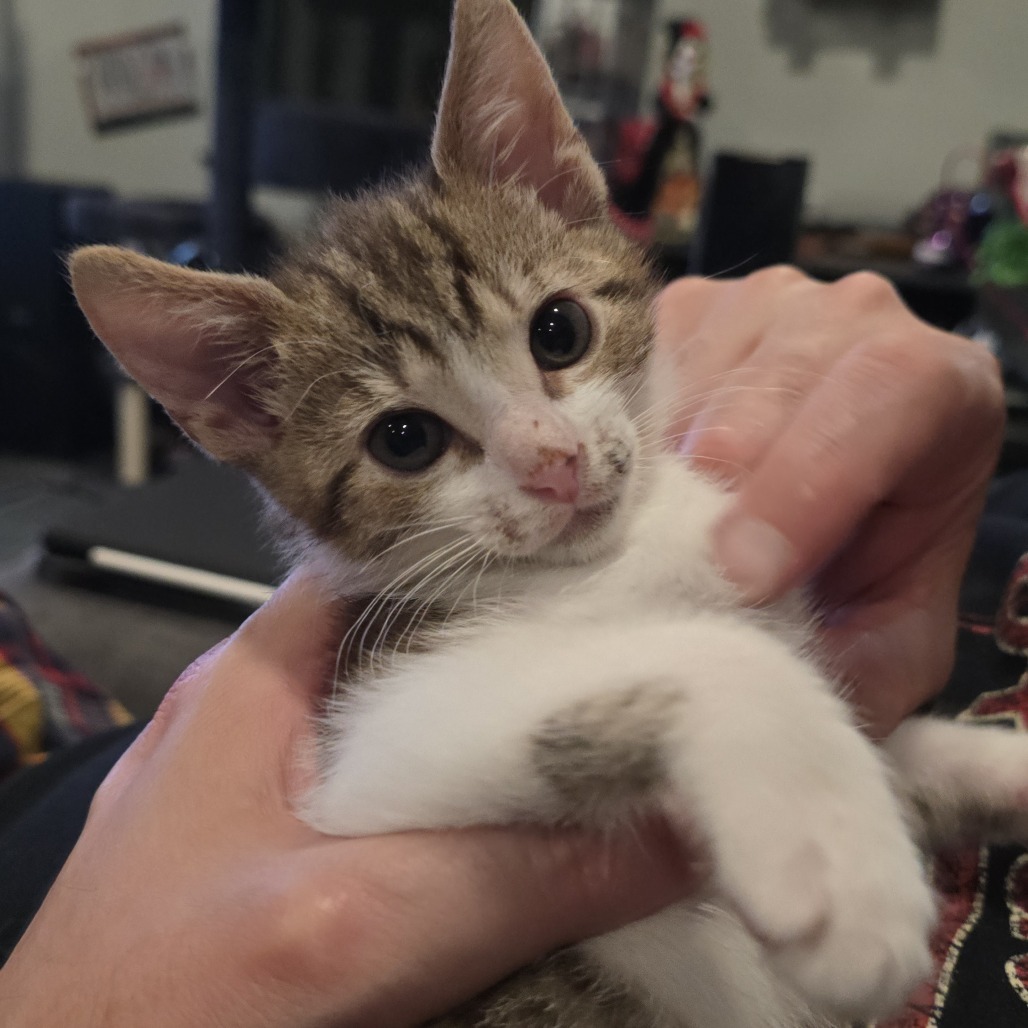 Skrungle the Hamchop