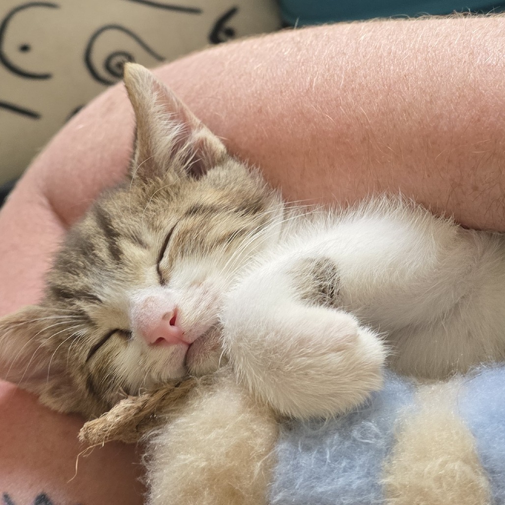 Skrungle the Hamchop