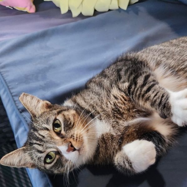 Sweet Girl thumbnail 5