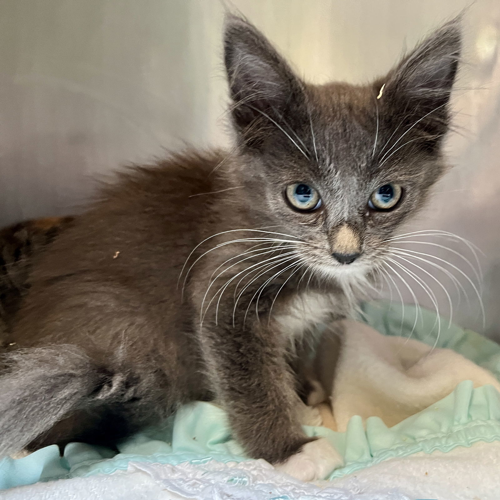 Toby(Bonded with Sienna)